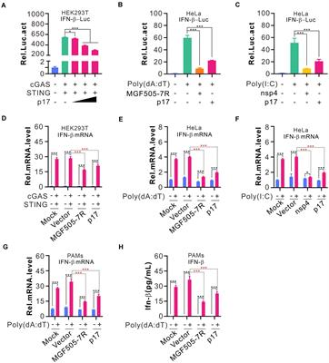 African swine fever virus structural protein p17 inhibits IRF3 activation by recruiting host protein PR65A and inducing apoptotic degradation of STING